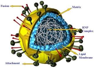 Gradja virusne cestice - viriona