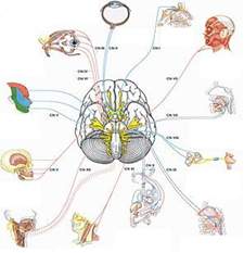 Prikaz mozga i moždanih nerava