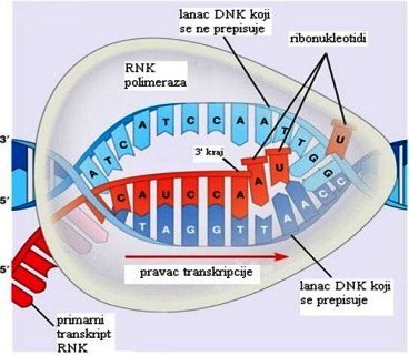 RNK-polimeraze