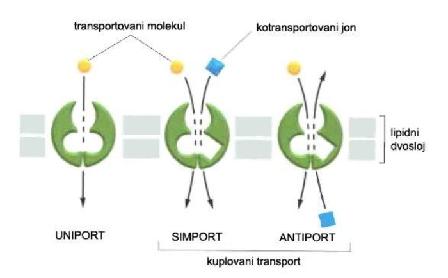Tipovi aktivnog transporta 