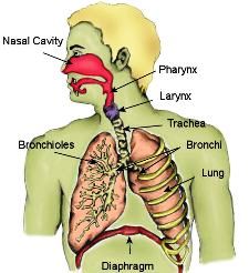 Respiratorni sistem