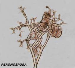 Peronospora