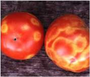 Tomato spotted wilt virus
