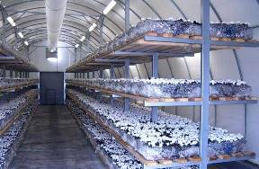 Prostorija za uzgoj sampinjona